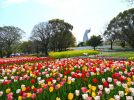 【吹田市】万博記念公園で「チューリップフェスタ」4月8日（水）まで開催中！