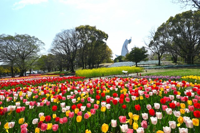【吹田市】万博記念公園で「チューリップフェスタ」4月8日（水）まで開催中！