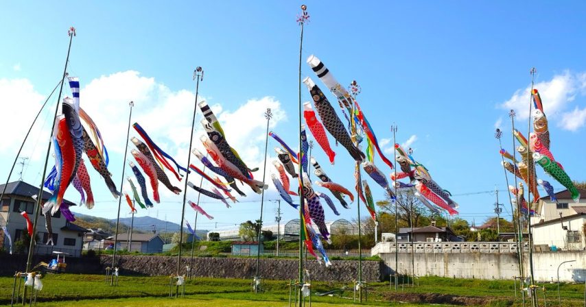 【茨木市】田んぼに広がる圧巻の鯉のぼり！懐かしさに心ほどける春の風景