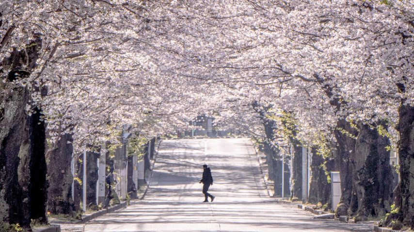 【松戸市】ジモト風景 〜早起きして春色のトンネルを歩く。「常盤平さくら通り」〜