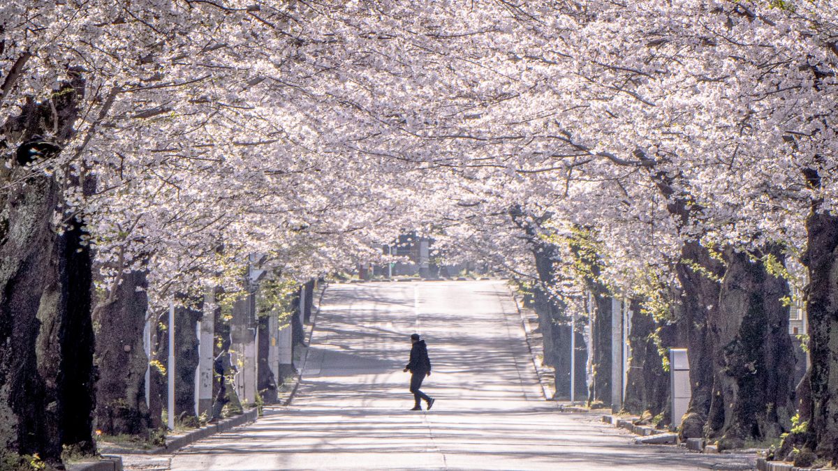 【松戸市】ジモト風景 〜早起きして春色のトンネルを歩く。「常盤平さくら通り」〜