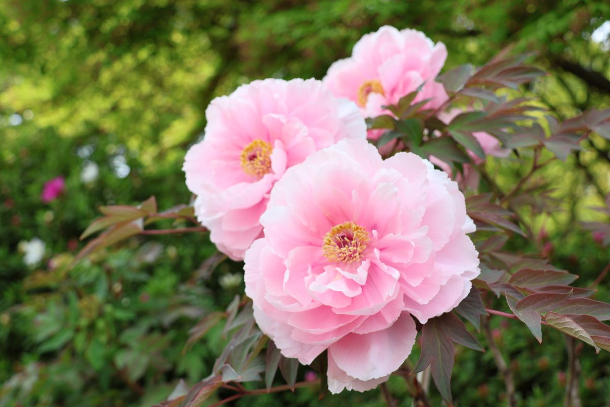 【百舌鳥】大仙公園・日本庭園で「牡丹展」が4月中旬～5月上旬頃まで開催！