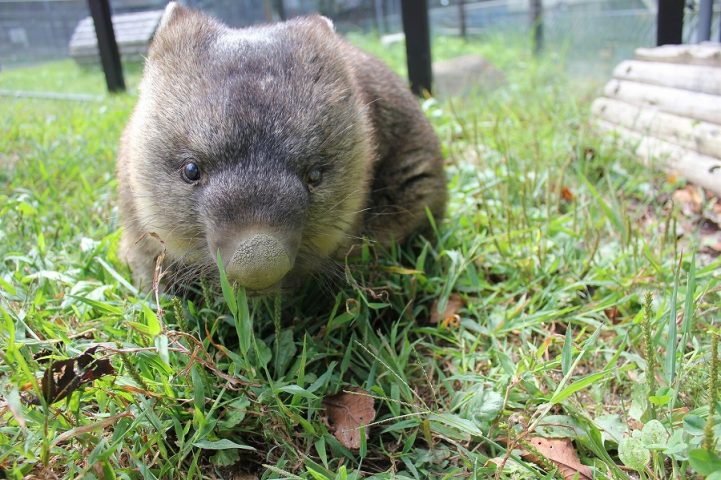 【池田市】「園長とめぐる『さつきやま DAYZOO』バックヤード体験ツアー」ふるさと納税返礼品に　5/10までに申し込みを