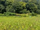 【吹田市】5月31日（日）、平野ファームで「吹田くわい植え付け体験」が開催！