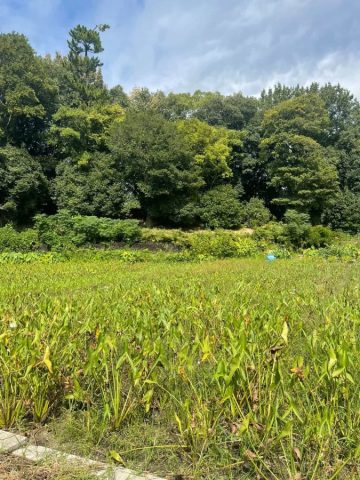 【吹田市】5月31日（日）、平野ファームで「吹田くわい植え付け体験」が開催！