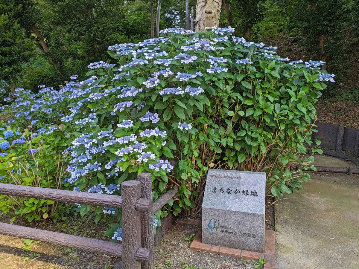 6月は柏諏訪神社の鎮守の杜やそれに続きまちなか緑地のアジサイが見どころ