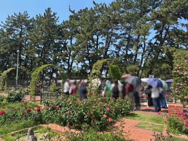 【浜寺公園】春バラを楽しむイベント「2026　Rose de mai」が5月31日（日）まで開催中！