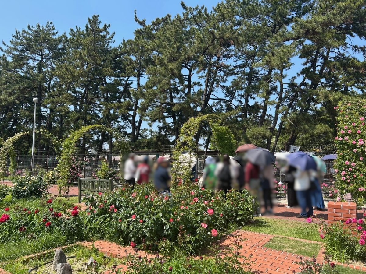 【浜寺公園】春バラを楽しむイベント「2026　Rose de mai」が5月31日（日）まで開催中！
