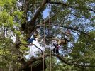 【浜寺公園】ツリーイング体験in浜寺公園が5月31日(日)と6月28日(日)に開催！自然を感じるイベント