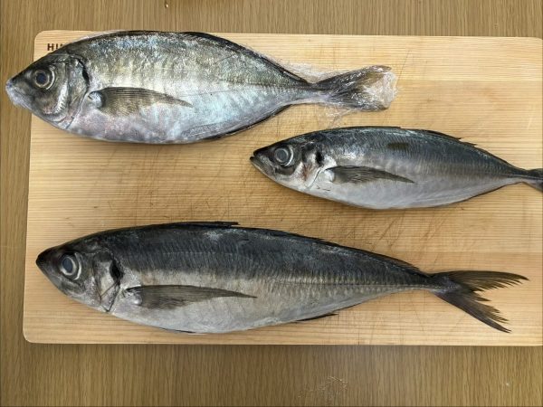 夢あじとマアジ