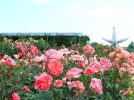 【吹田市】万博記念公園で「ローズフェスタ」が5月9日（土）から開催！