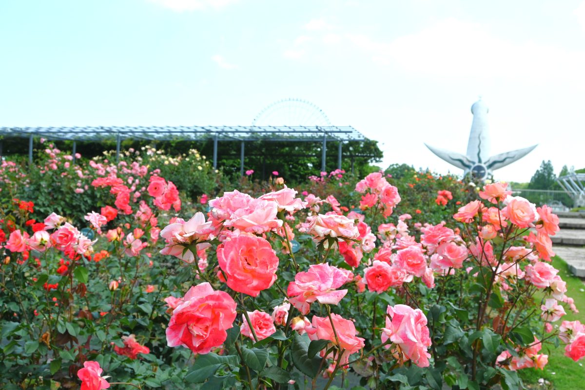 【吹田市】万博記念公園で「ローズフェスタ」が5月9日（土）から開催！
