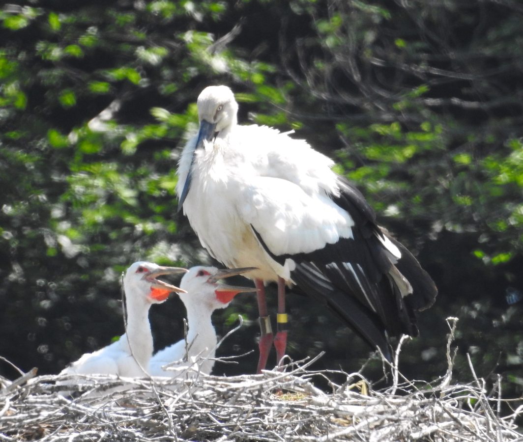 コウノトリ。「利根運河の生態系を守る会」の紺野竹夫さん撮影