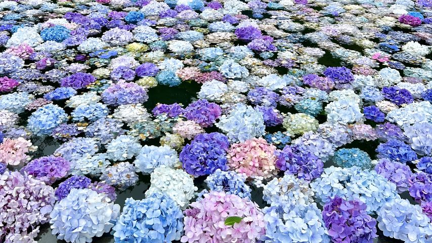 【池田市】花のいのちを観ずる初夏の風物詩。久安寺「あじさいうかべ」が6月20日(土)スタート