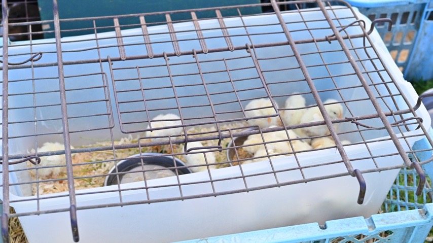 ふれあい動物広場では、ひよこや烏骨鶏、うさぎなど、さまざまな動物とふれあることができました。