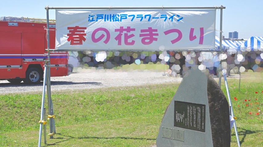 【松戸市】「江戸川松戸フラワーライン春の花まつり」に行ってきました！