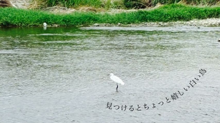 【茨木市】シラサギを見つけたい！都会っぽい便利さのある茨木でも出会える自然の風景