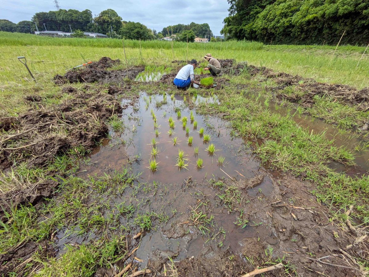 5月に行われた田植えの様子。関係者の尽力で少しずつですが田んぼが復活しつつあります。