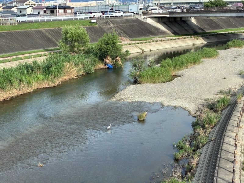 橋の上からでも気づく、白い鳥の魅力