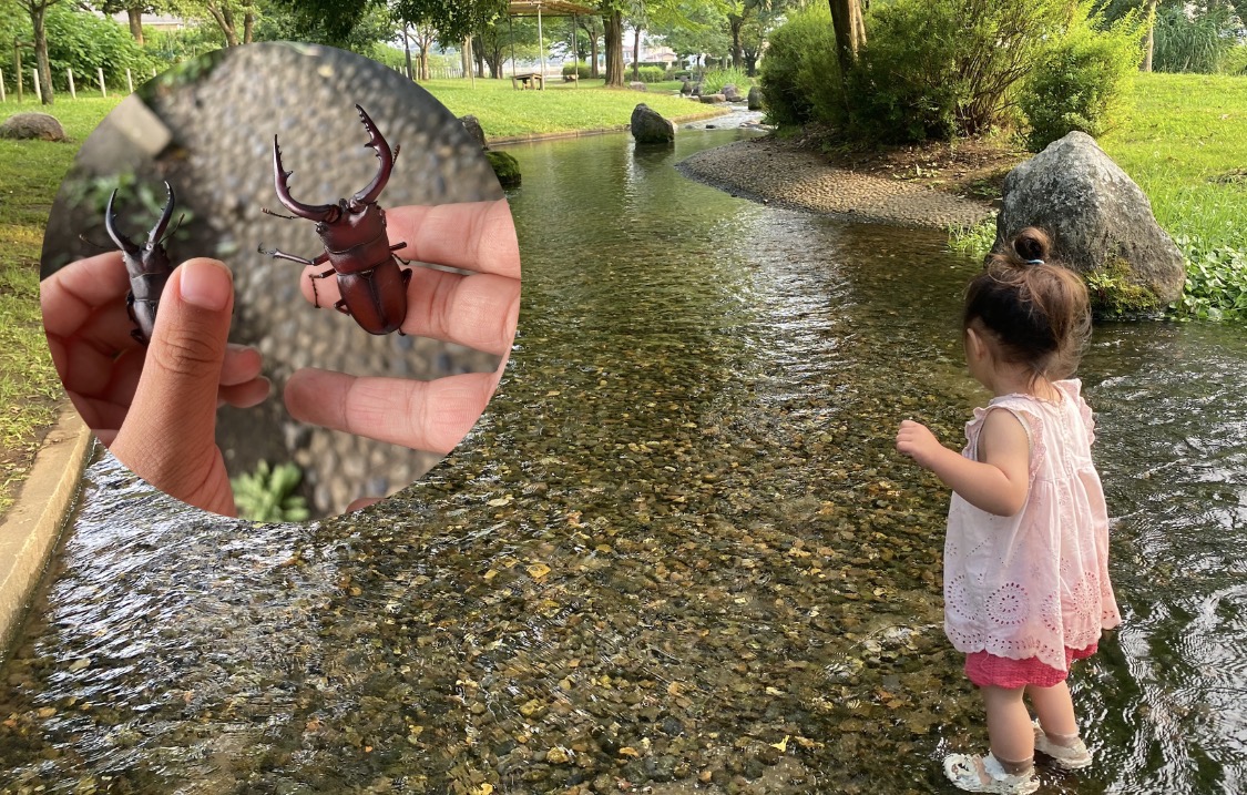【流山市】クワガタ発見!水遊び・昆虫探し♪子どもが夢中になる夏休み最強スポット「野々下水辺公園」