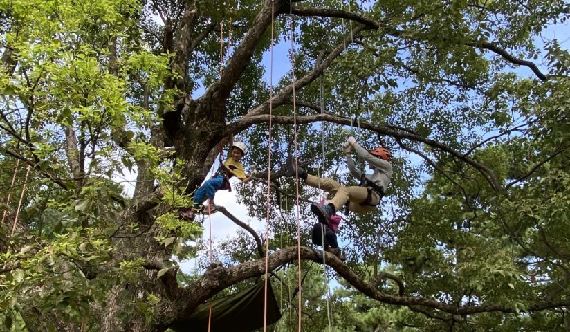【浜寺公園】ツリーイング体験in浜寺公園が2026年9月20日(日)に開催！自然の中でアクティビティを楽しめるイベント