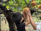 【松戸市】梨の季節もあと少し！「高代園観光梨園」で子どもと初めての梨狩り体験
