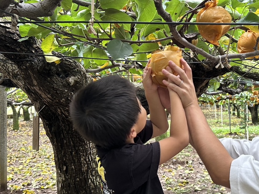 【松戸市】梨の季節もあと少し！「高代園観光梨園」で子どもと初めての梨狩り体験