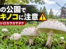 【柏市】公園の芝生に毒キノコ　「オオシロカラカサタケ」に注意
