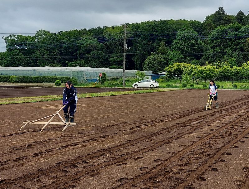 5月末の種まきの様子。畑に線を引き、その線に沿って専用の機械で種を播いていきます。