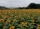 【柏市】遊休農地から作られる「ひまわり油」。ボトルのラベルデザイン募集中！