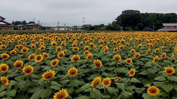 【柏市】遊休農地から作られる「ひまわり油」。ボトルのラベルデザイン募集中！