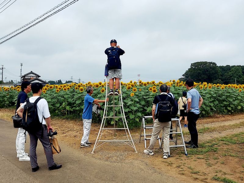 ひまわり撮影会のワンシーン。おかげ様で、様々なメディアの方々から取材していただきました!