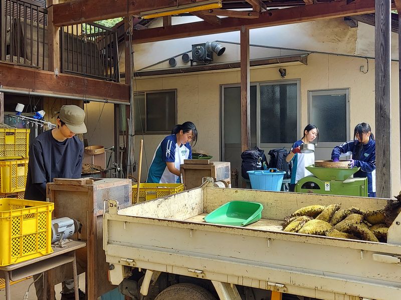 専用の機械で種をとり、ゴミを取り除くために唐箕(とうみ)にかけます。