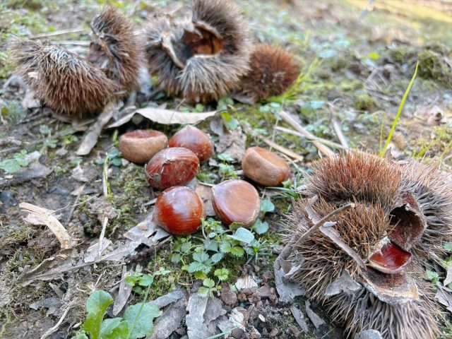 【箕面市】大自然の中の「中政園」で秋の味覚狩り！ー栗ひろい編ー