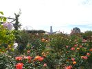 【吹田市】10月24日（土）～ 11月23日（月・祝）、万博記念公園で「秋のローズフェスタ」が開催！