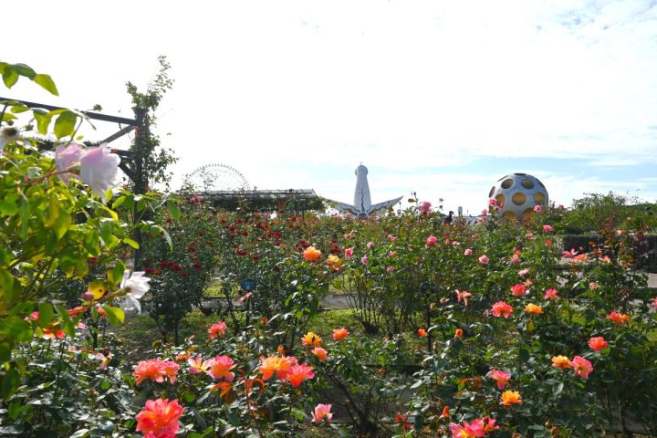 【吹田市】10月24日（土）～ 11月23日（月・祝）、万博記念公園で「秋のローズフェスタ」が開催！